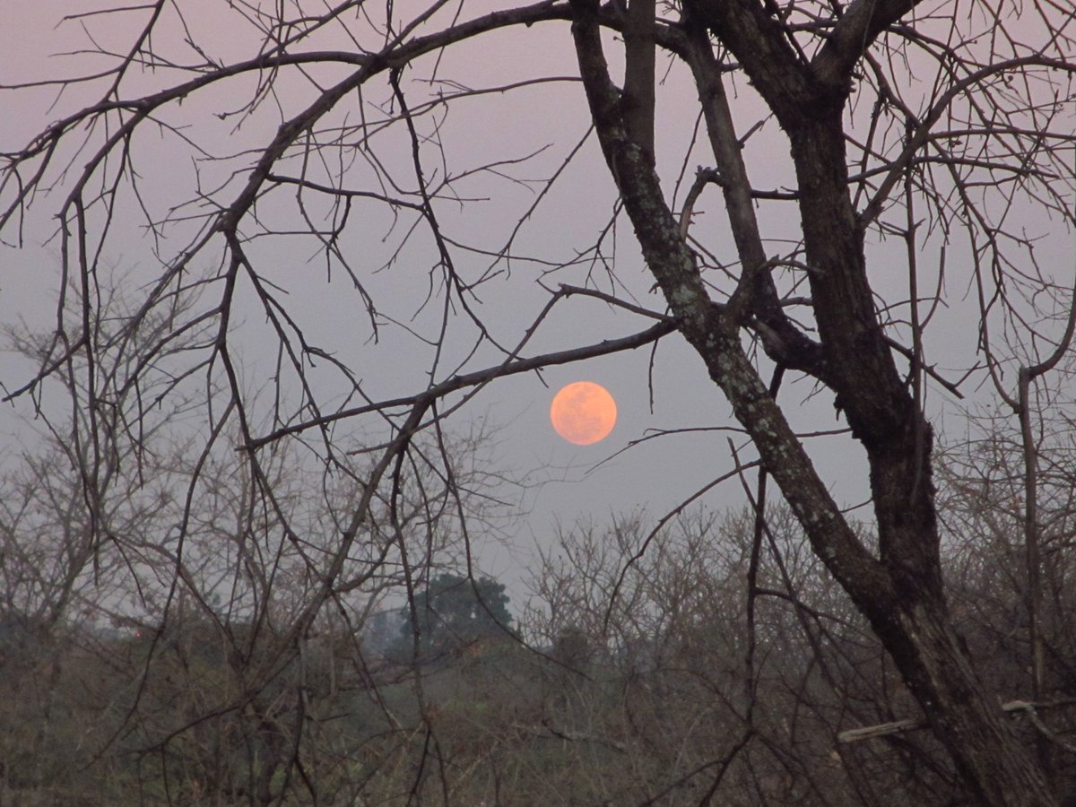 jnwakeling's tweet photo. My first clear moon shot ever - The August 19 2024 super blue moon, as seen from Big Tree Harare 🌕 https://t.co/nUspXaMYf0