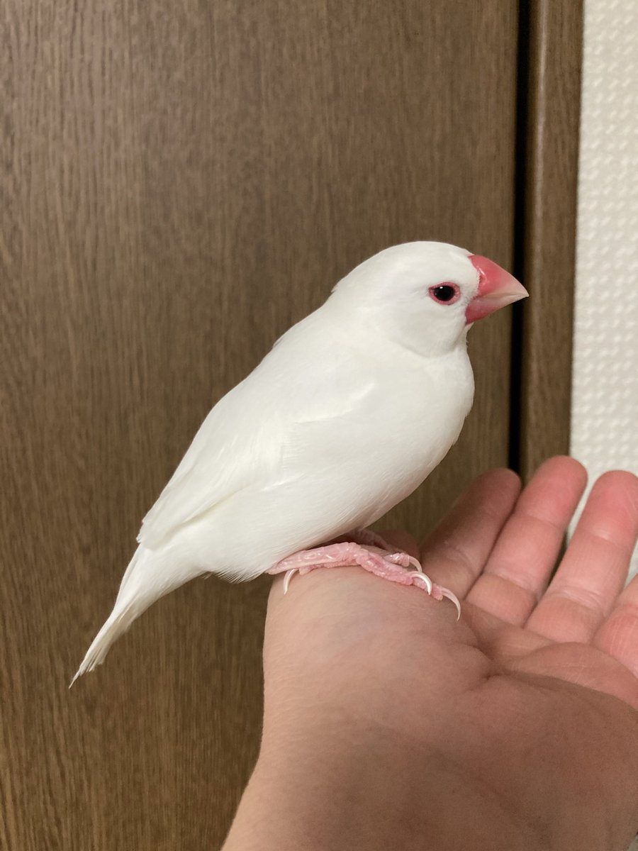 hatataka1970's tweet photo. ご報告

8月15日未明

小春（文鳥）
10歳3ヶ月

虹の橋を渡り天国へ旅立ちました🕊️
１０年も生きてくれて感謝✨
いつも癒してくれて大切な家族でした✨

今日で7日まだロス中ですが前に進みます

暫くは文鳥さんの居ない生活になりますがまたご縁あったら家族に迎えたいと思います

ありがとう✨小春🕊️ https://t.co/nyukVBlo38