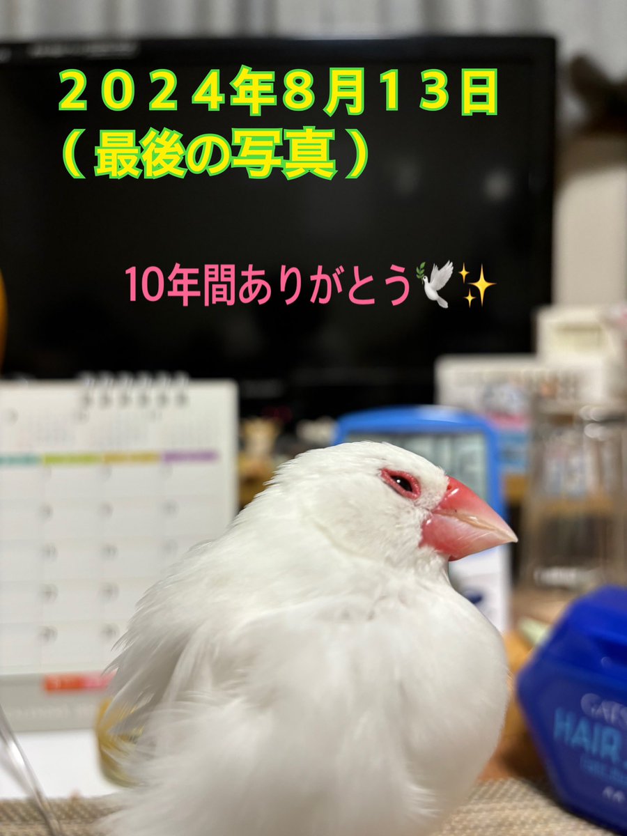 hatataka1970's tweet photo. ご報告

8月15日未明

小春（文鳥）
10歳3ヶ月

虹の橋を渡り天国へ旅立ちました🕊️
１０年も生きてくれて感謝✨
いつも癒してくれて大切な家族でした✨

今日で7日まだロス中ですが前に進みます

暫くは文鳥さんの居ない生活になりますがまたご縁あったら家族に迎えたいと思います

ありがとう✨小春🕊️ https://t.co/nyukVBlo38