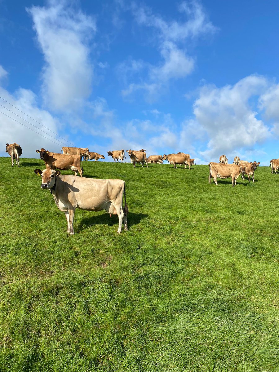 Lovely looking Jersey cows enjoying some sunshine between the showers yesterday on the farm of William and Harry Ferris. ☀️🐄
#performanceyoucanrelyon