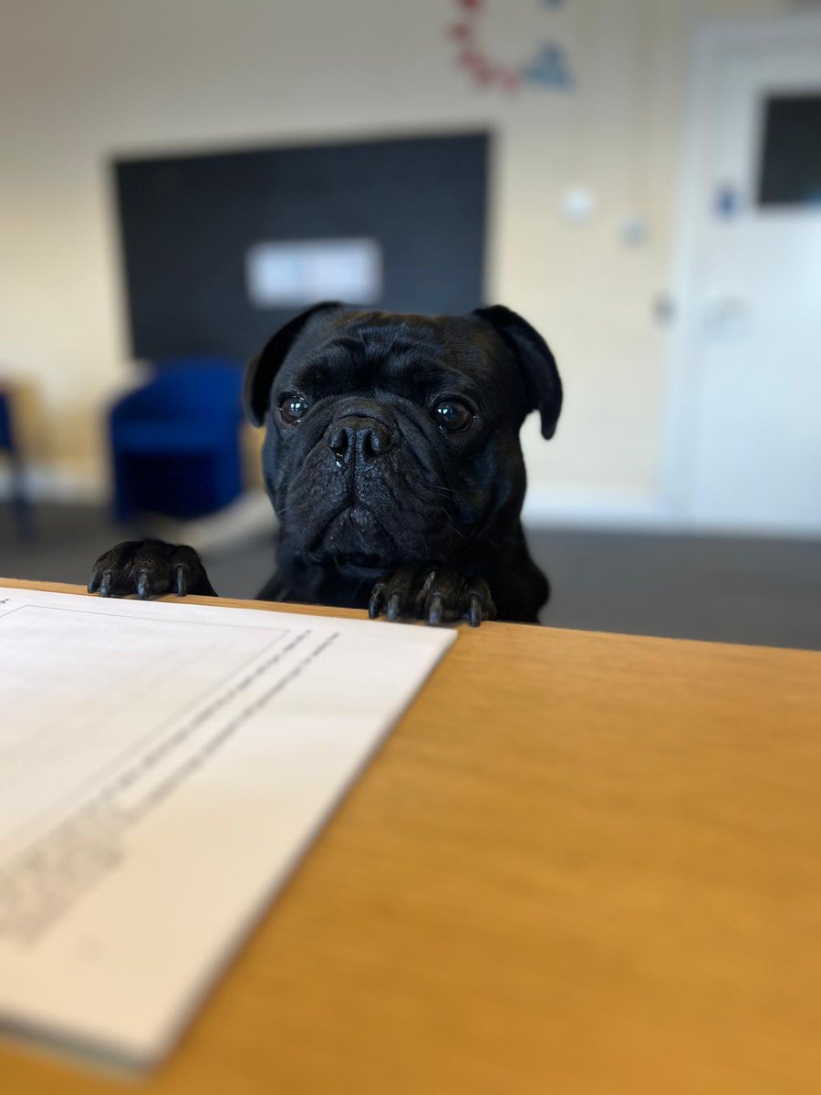 Bertie is all ready to help our primary pupils gain their Hi 5 award for animal care and dog knowledge. He will be working with secondary pupils with their level 4 sqa award. #purpose #qualification <a href="/IWBSFalkirk/">Inclusion&Wellbeing</a> <a href="/ASNFalkirk/">Falkirk ASN Service</a> <a href="/sqanews/">Qualifications Scotland</a> <a href="/DYWScot/">DYW Scotland</a> <a href="/MissG_IWBS/">Natalie</a> <a href="/YvonneFultonASN/">Yvonne Fulton</a>