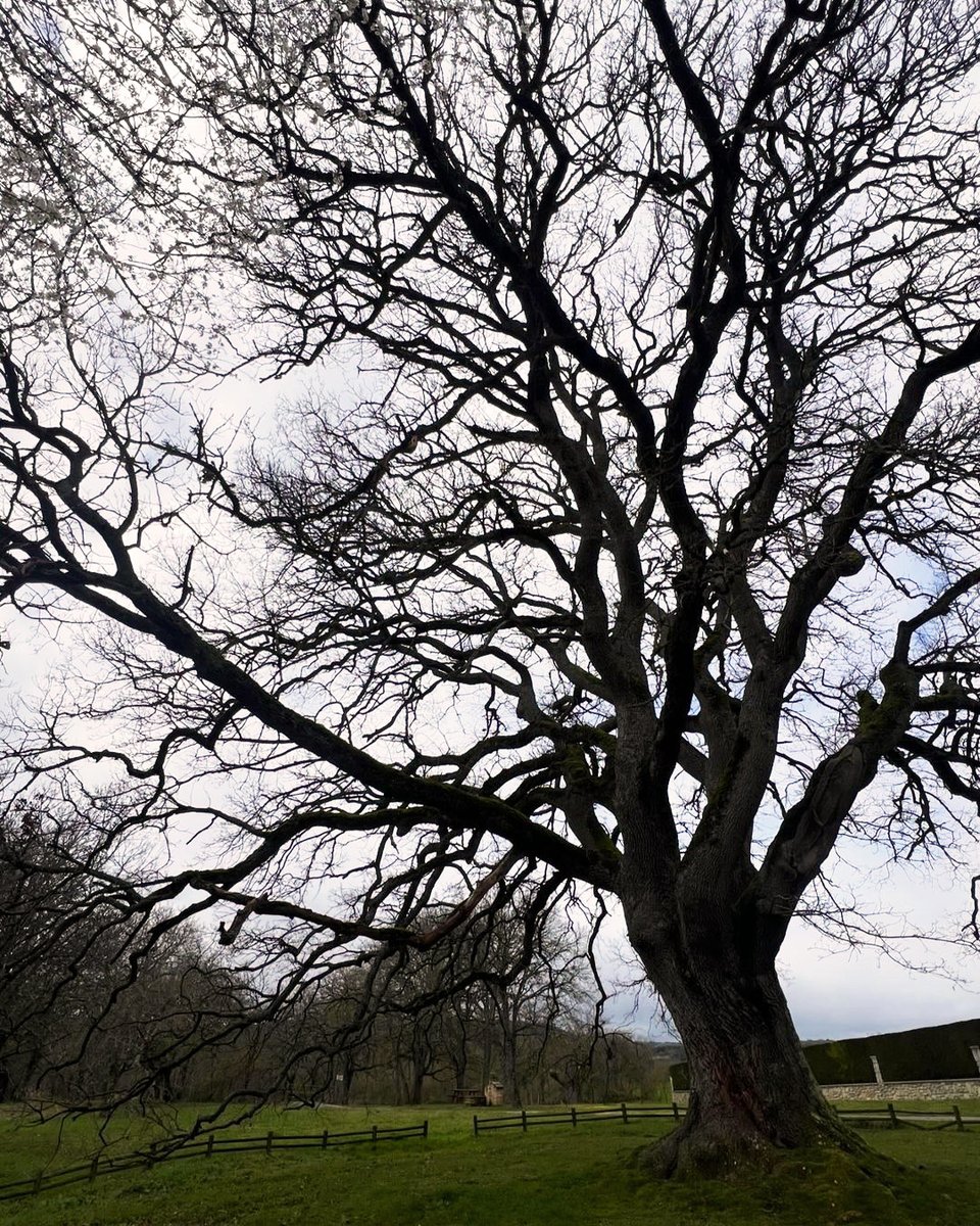 El roble de Ondategi, un gran árbol que llega a los 20 m de altura y un diámetro de 30 m en la copa.

Ondategiko haritza, 20 mko altuerara iristen den zuhaitz handi bat eta adaburuan 30 mko diametroa duena.

📍 Ondategi, Zigoitia · 📸 chiarasport

<a href="/GorbeiaEuskadi/">Gorbeia Euskadi</a>
