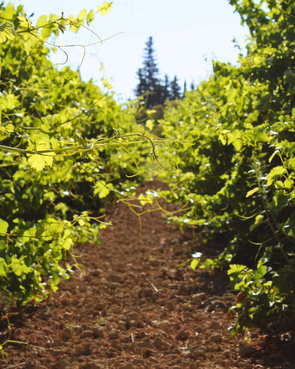 🔎 L'une des meilleures préventions contre la Flavescence Dorée est la prospection ! 
Chaque professionnel prospecte annuellement ses parcelles afin de contrôler leur état sanitaire.

#FFPV #francais #plantdevigne #pepiniereviticole #plantsdevigne #plantfrancais #qualitesanitaire