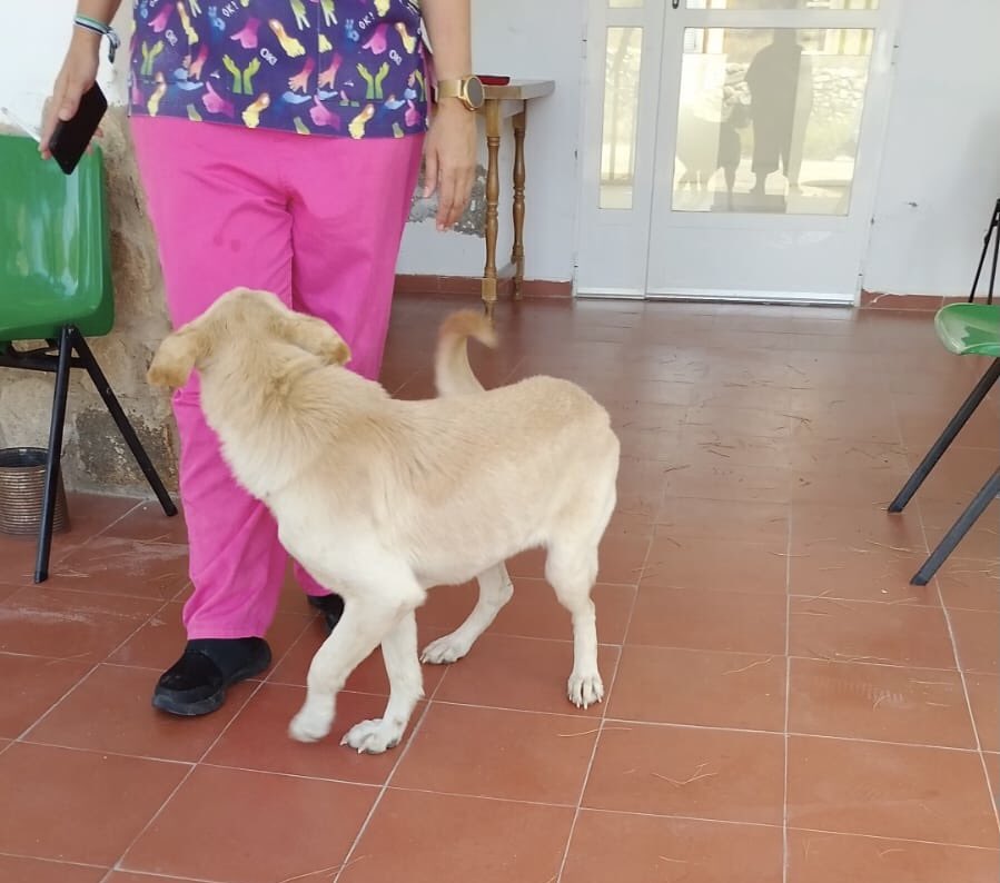 Otro ayuntamiento que olvida su obligación de recoger animales abandonados. #aldeadelcano 
Ni siquiera pueden verificar si tiene chip?? <a href="/guardiacivil/">Guardia Civil</a>  seprona tampoco quieren verificarlo. Esto es
Extremadura