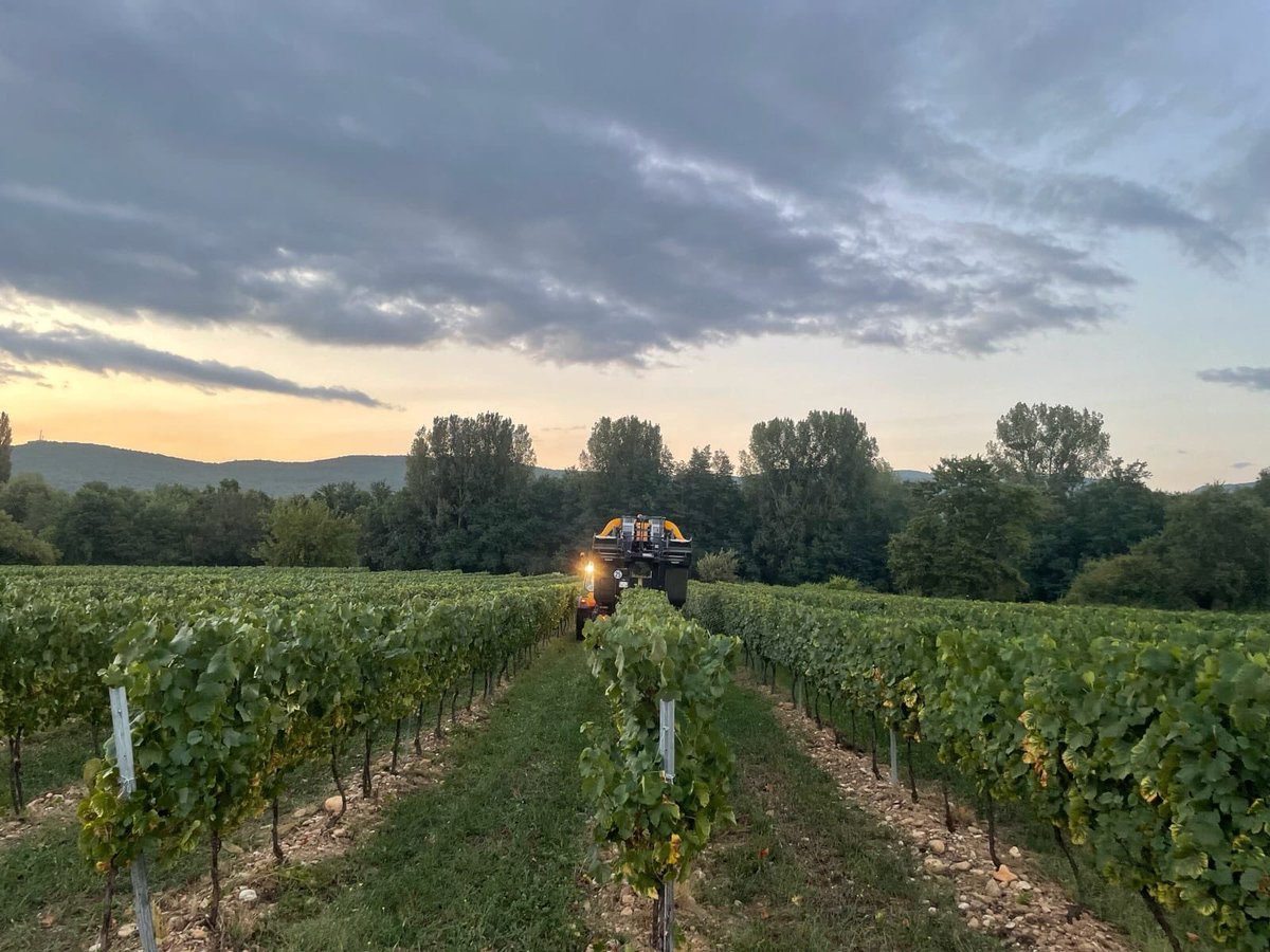 Bonnes vendanges à nos cumistes ! Ici en Ardèche avec notre trésorier <a href="/JaquinCyril/">Cyril JAQUIN</a>