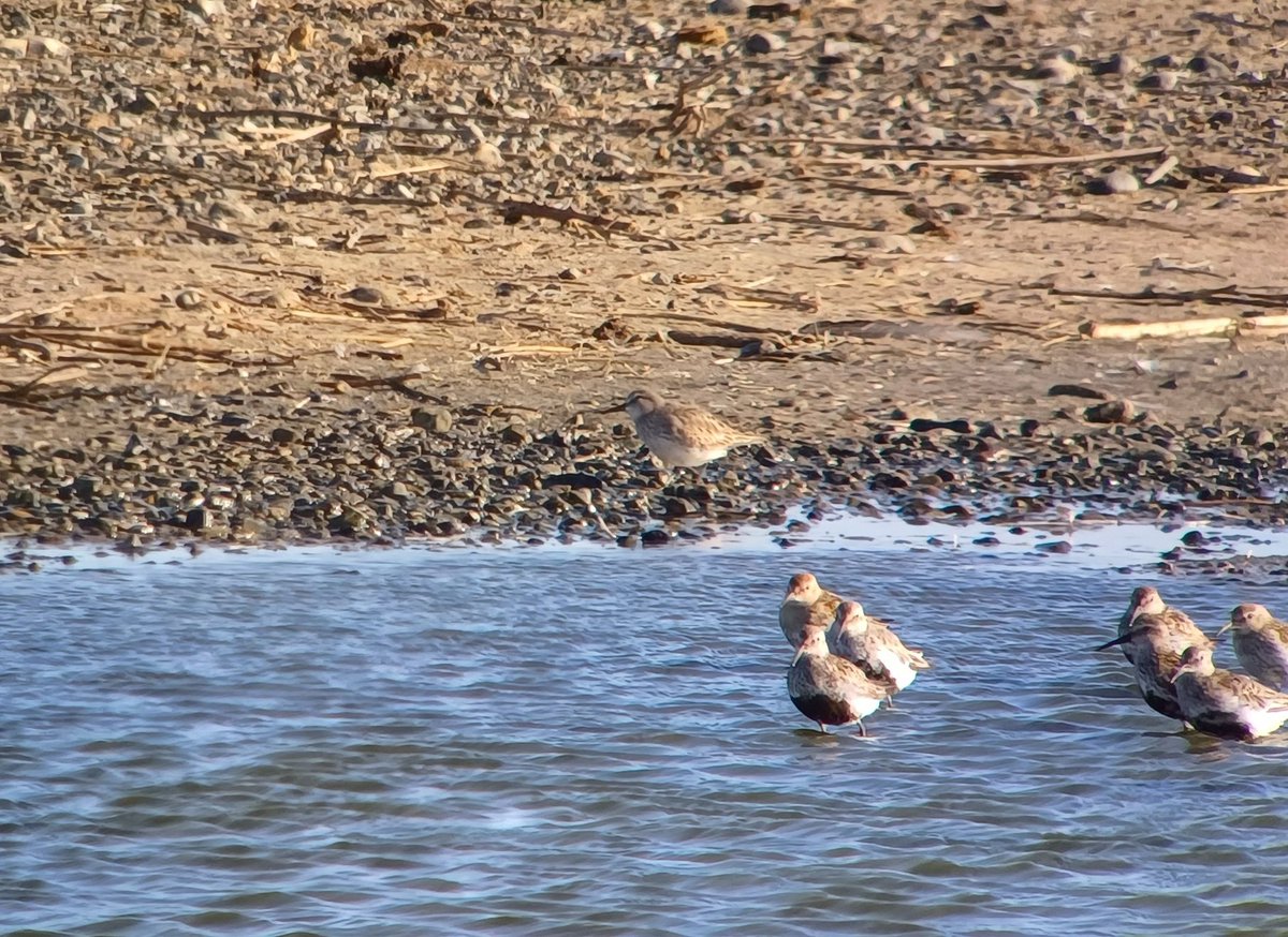 Nick Moran (@sconebirding) on Twitter photo White-rumped Sandpiper from Shore Hide, Snettisham at 0830, found by <a href="/JamesRMcCallum1/">James McCallum</a>. Also Little Stint and 2 Curlew Sandpiper. White-rumped Sandpiper from Shore Hide, Snettisham at 0830, found by <a href="/JamesRMcCallum1/">James McCallum</a>. Also Little Stint and 2 Curlew Sandpiper.