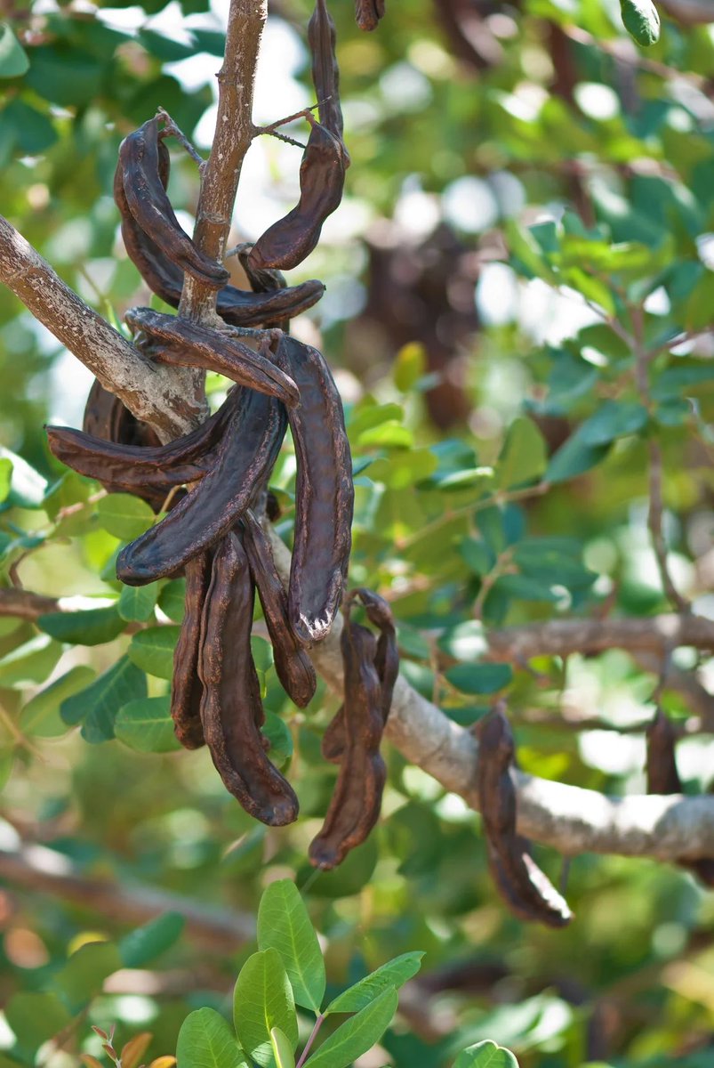 eevriviades's tweet photo. The “black gold” of our Cyprus
Love them or loathe them, carobs making a comeback…
https://t.co/CDRsmenI3V
#Carobs #Cyprus #Cypriot #nutrition #health #fibre #agriculture #antioxidant https://t.co/xwblz0G0hw