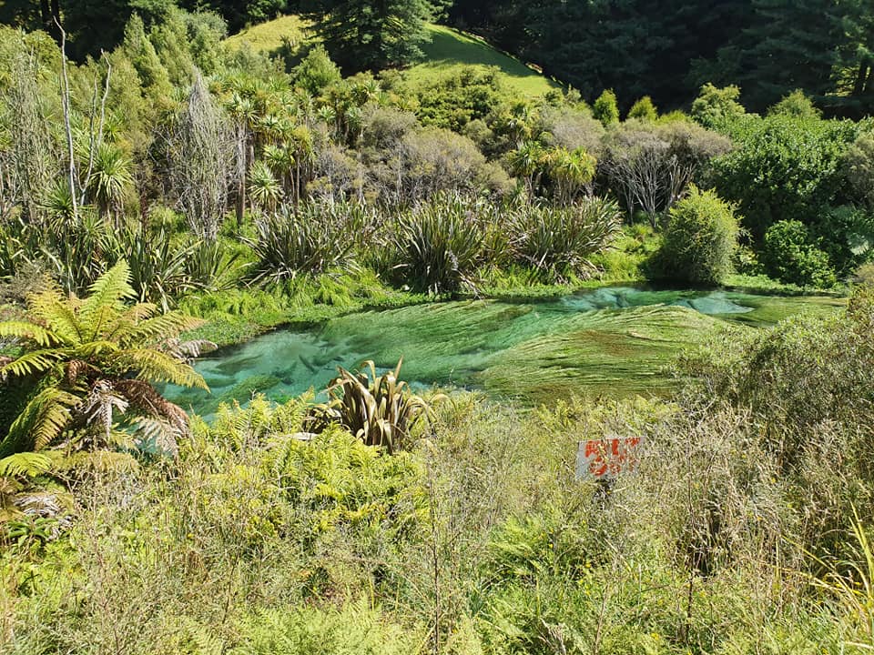 michashikes's tweet photo. Hiking the Putaruru Blue Springs, Te Waihou Walkway in Aotearoa New Zealand
#bluesprings #putaruru #putarurubluesprings #tewaihouwalkway #aotearoa #newzealand #river #turquoise #bush #wanderlust #hiking #hikingadventures #outdoors #nature #naturephotography https://t.co/cEebto4lJ2