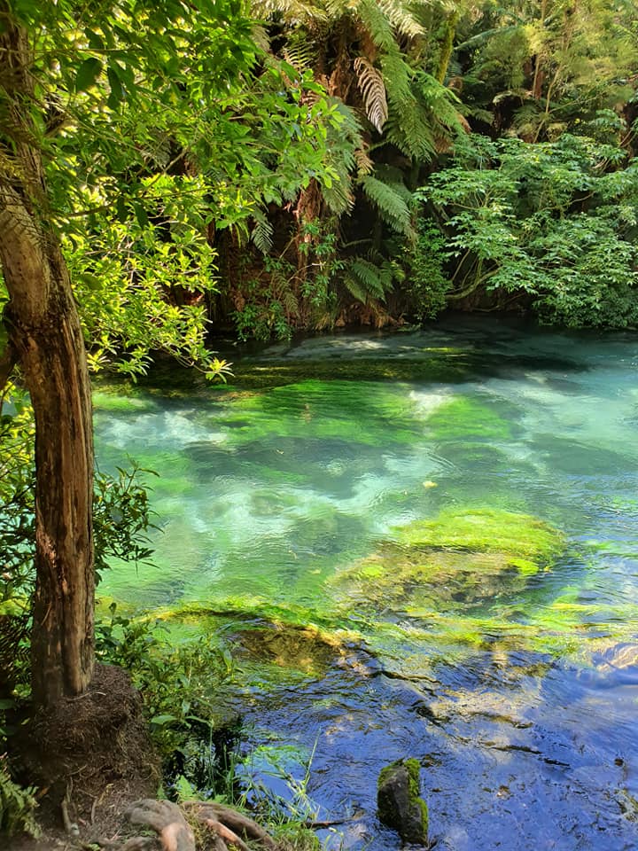 michashikes's tweet photo. Hiking the Putaruru Blue Springs, Te Waihou Walkway in Aotearoa New Zealand
#bluesprings #putaruru #putarurubluesprings #tewaihouwalkway #aotearoa #newzealand #river #turquoise #bush #wanderlust #hiking #hikingadventures #outdoors #nature #naturephotography https://t.co/cEebto4lJ2
