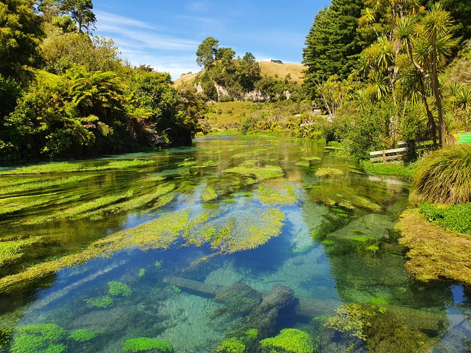 michashikes's tweet photo. Hiking the Putaruru Blue Springs, Te Waihou Walkway in Aotearoa New Zealand
#bluesprings #putaruru #putarurubluesprings #tewaihouwalkway #aotearoa #newzealand #river #turquoise #bush #wanderlust #hiking #hikingadventures #outdoors #nature #naturephotography https://t.co/cEebto4lJ2
