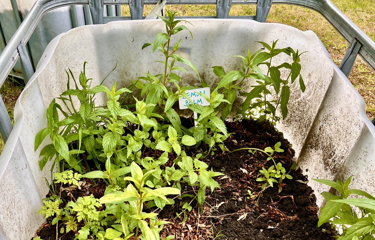 Come along to our Community Garden at the ⁦<a href="/4CT/">4CT🐝 💙</a>⁩ Grange Community Centre from 10am every Wednesday.
Drop in for a brew and a chat