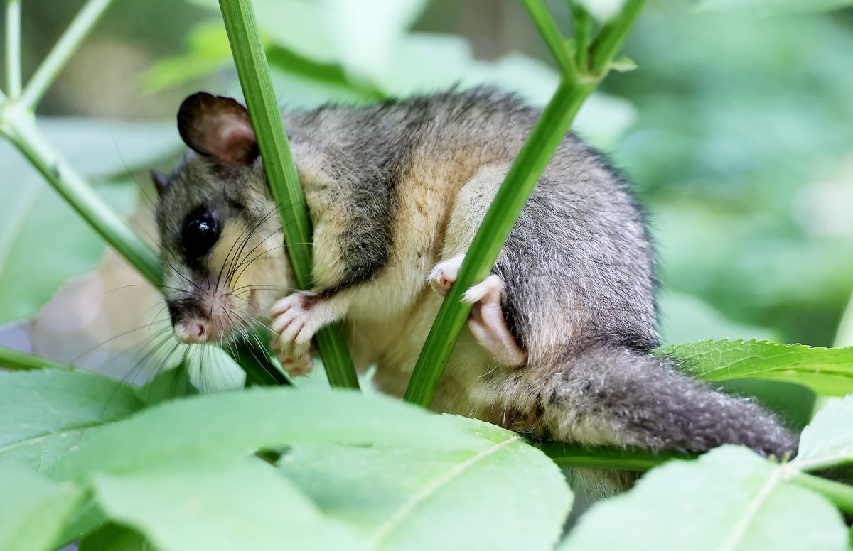 PMontemarcello's tweet photo. #Ghiro (Glis glis)
Ha una pelliccia grigio- castana sul dorso, mentre il ventre è bianco; gli occhi sono grandi e le orecchie tonde sono piuttosto piccole.
(Ph E. Buoso)
#biodiversità #beactiveliguria #lamialiguria #liguriapreziosa #8settembre https://t.co/PXnrOIQWol