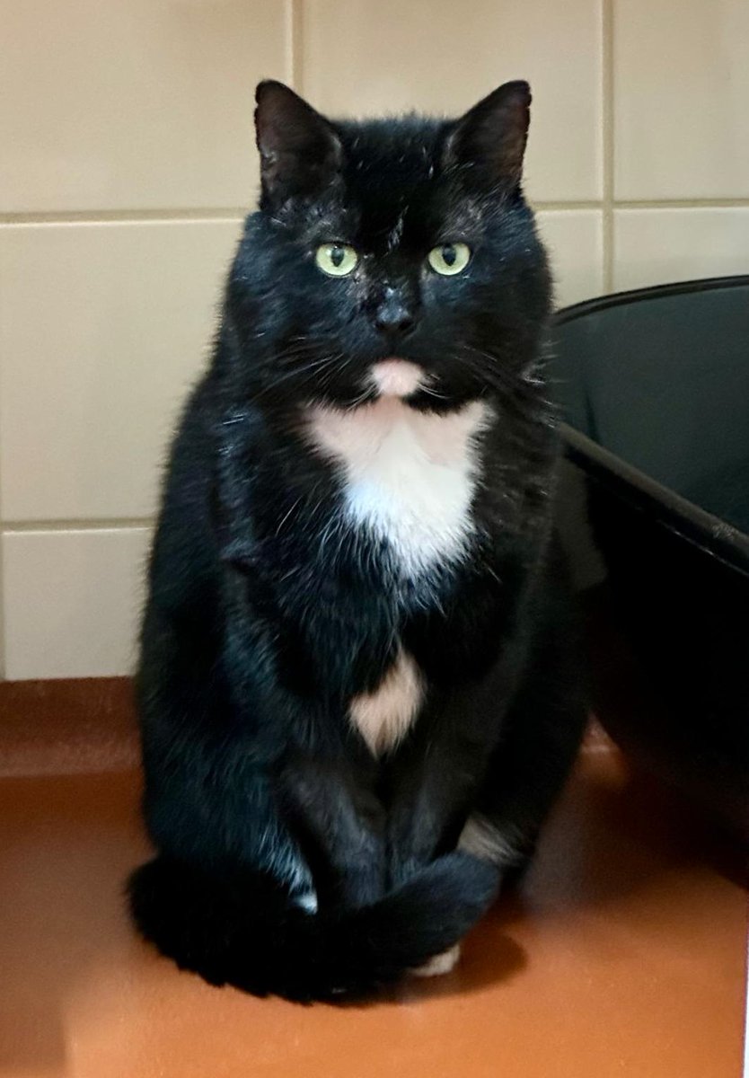 GoudenMandKat's tweet photo. Joris: ex-kater met een hart van goud! Hij is Fiv+. Wie geeft hem een thuis?
https://t.co/0Fyc50KCSa
Zaanse Stichting Dierenzorg
Tel: +31 75 615 6666
E-mail: asiel@dierenzorg.net
Verblijfplaats: Zaandam, Nederland
#kat #katten #fiv #fivpositive #zaandam #nederland https://t.co/uKOO8ZSDLG