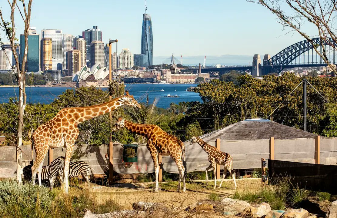 JomAustralia's tweet photo. 🐨 Taronga Zoo
Home to thousands of animals from around the world, offering stunning views of Sydney Harbour. A perfect place for wildlife lovers and families!📷 https://t.co/GlruKXGAVz
