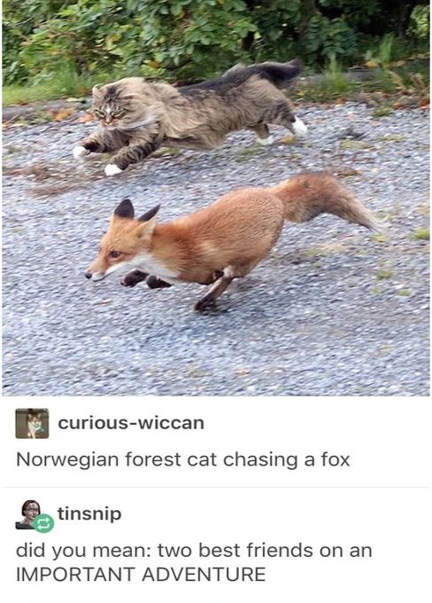 WholesomeMemes (@wholesomememe) on Twitter photo 