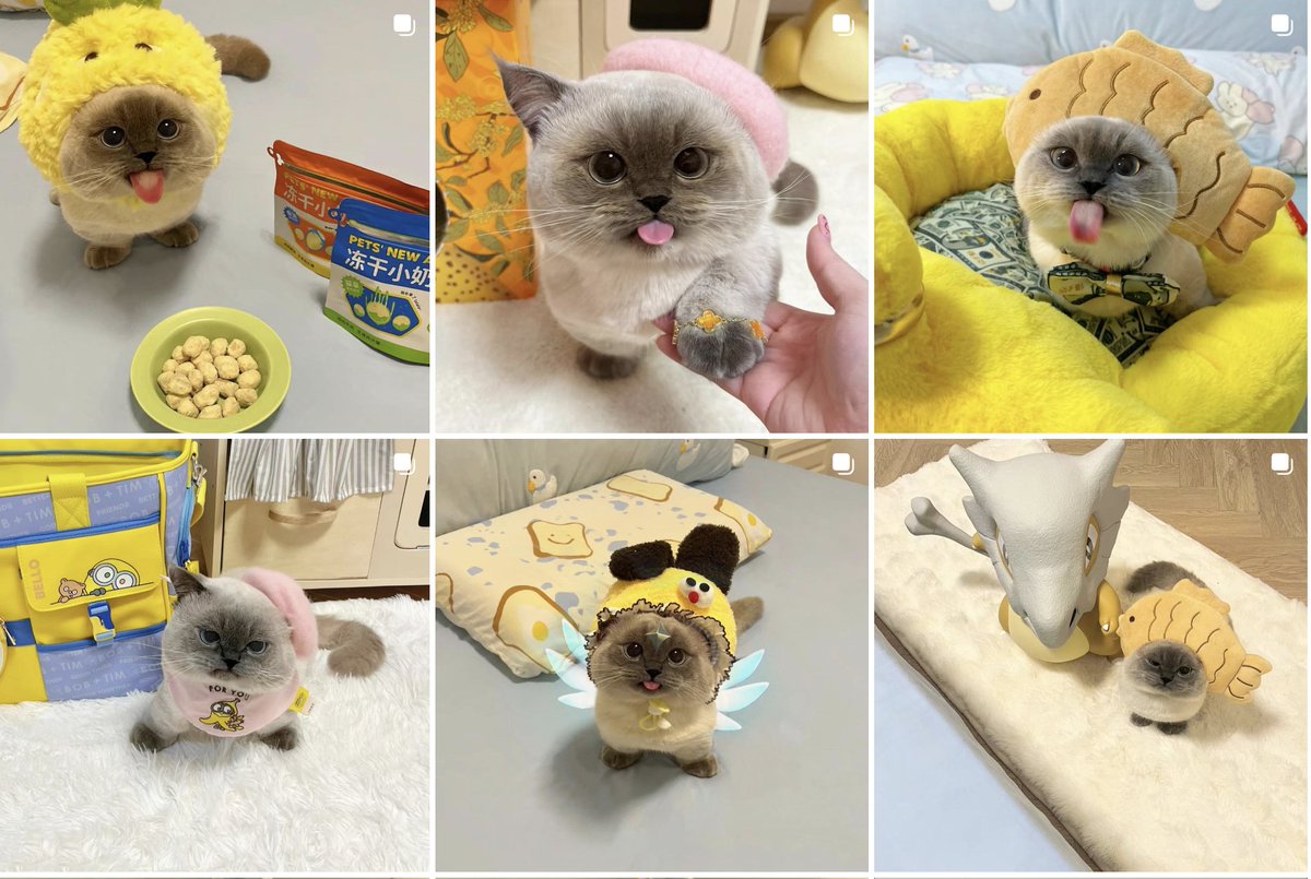 finn0nacci's tweet image. buy $Xiao on tron - famous chinese cat

cute as can be g