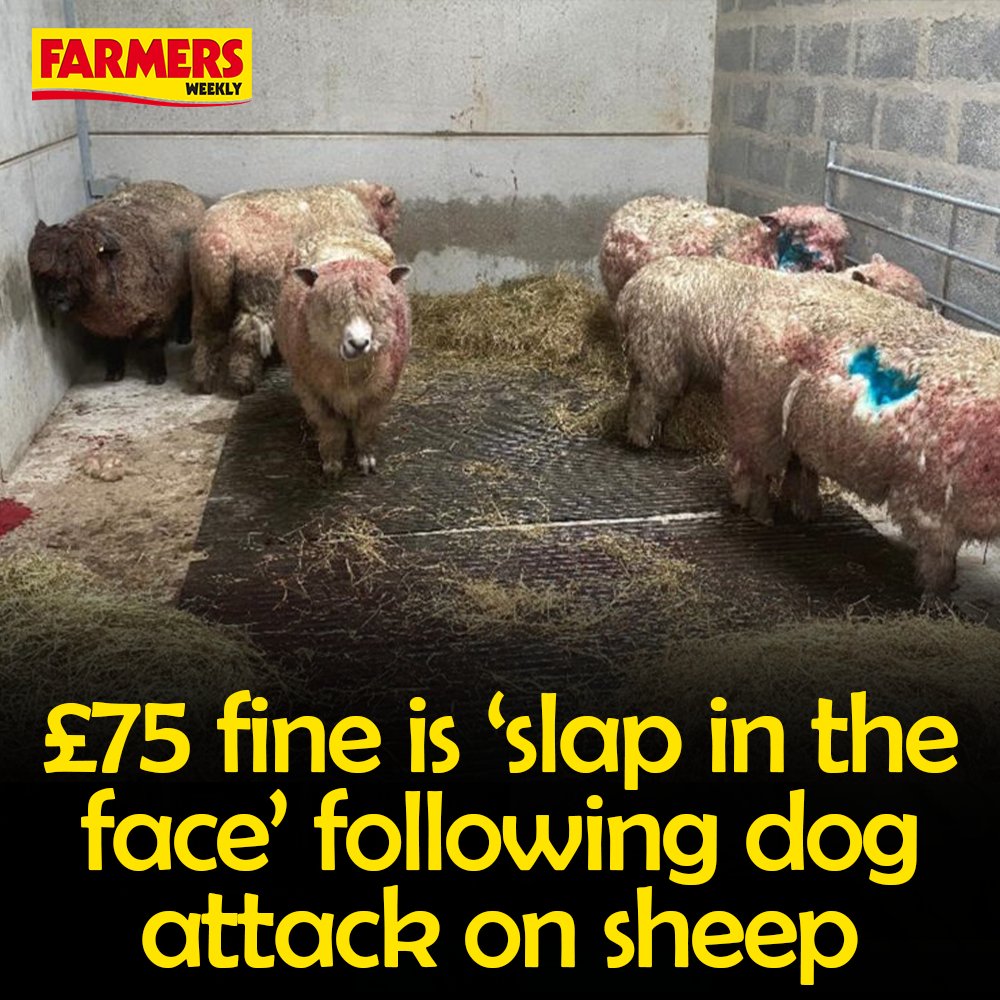⚠️ A farmer who lost 10 ewes in a devastating dog attack that traumatised her and her family is urging the House of Lords to give its full backing to new legislation that allows for tougher penalties for livestock worrying incidents.  

READ MORE: ow.ly/nUu750T2Oo6