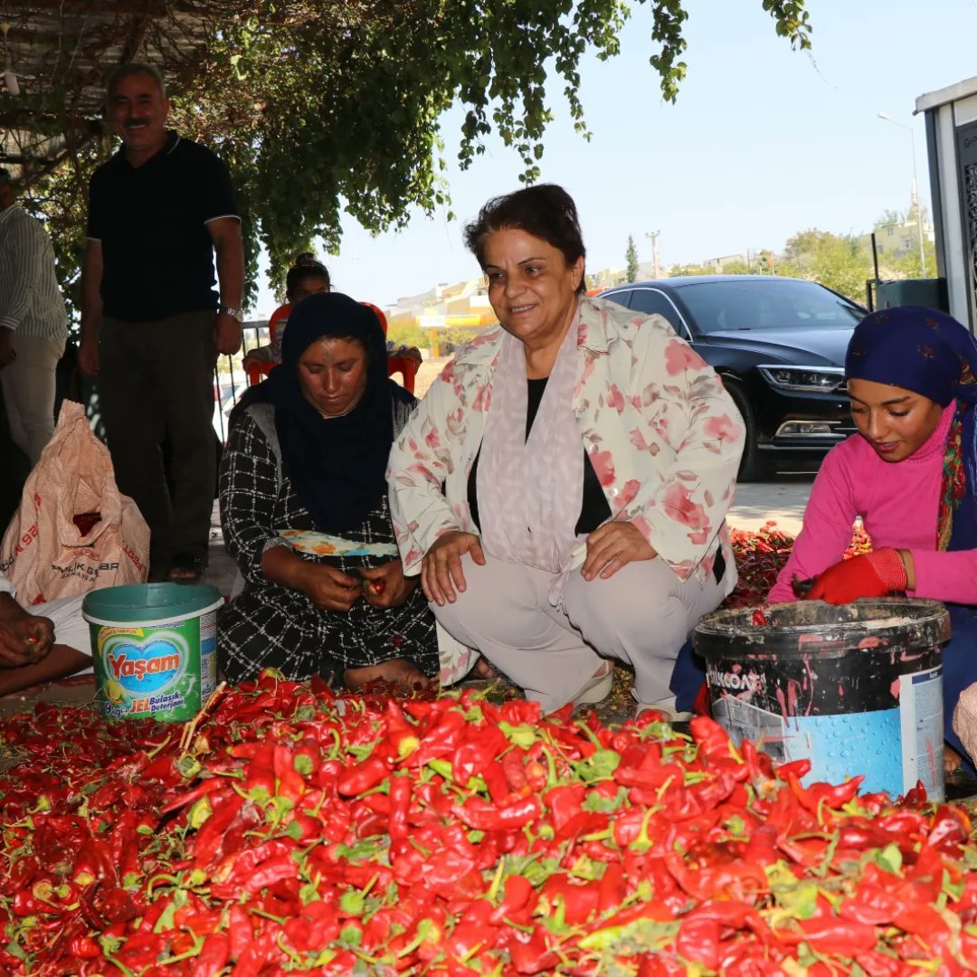 BozovaBelTr's tweet photo. Bölgemizin vazgeçilmezi ve en yoğun tüketilen baharat ürünümüz olan isot üretimi sezonunun başlamasıyla, isot emekçileri çalışmalarını hızlandırdı.Eş başkanımız Aygül KAPIKAYALI çalışanları ziyaret etti.
Tüm isot emekçilerimize kolaylıklar ve bereketli bir sezon diliyoruz. https://t.co/ki3o1ipHOK