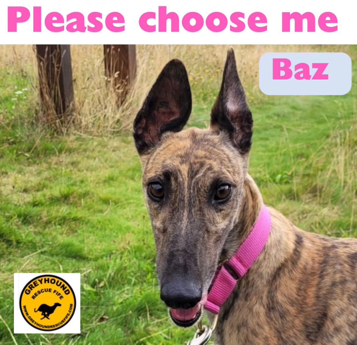 karen73984451's tweet image. #wednesdaythought  #woofwoofwednesday 
Plz RT and help beeyootiful #Baz find a super duper home #TeamZay @GreyhoundRFife