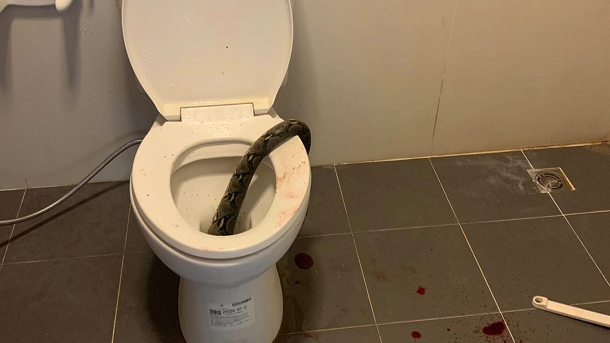 DailyMail's tweet image. Thai man is bitten on the testicles by a python while sitting on the toilet, leaving his bathroom sprayed in blood trib.al/XVKSCis