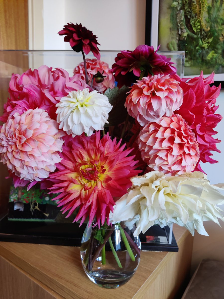 Outrageous levels of pink dahlia this morning.