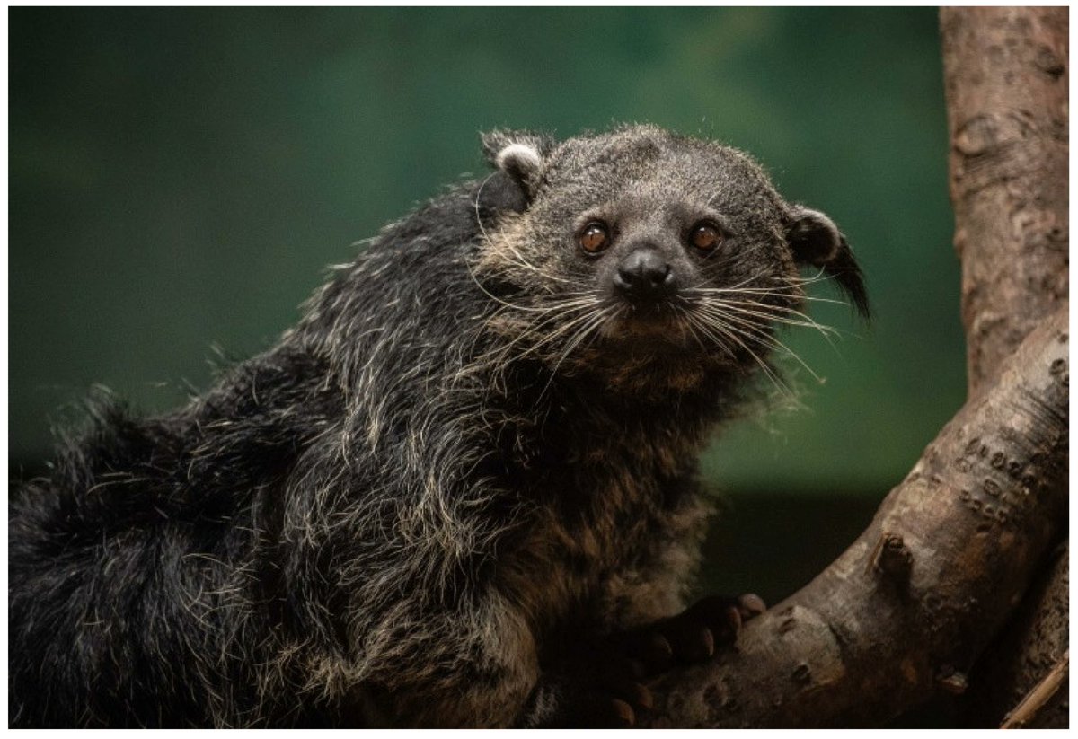 Exploring human-animal interactions is key for #zoo animal well-being. 

During COVID-19, Chester Zoo monitored the Palawan binturongs using infrared CCTV.

Findings: Visitor presence had no significant effect on their behaviour. 

mdpi.com/2673-5636/3/3/…

#conservation