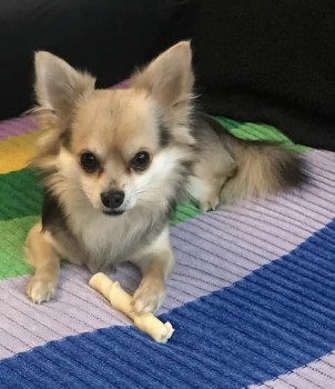 Big shares for PIGLET today please... 
owner banned on Facebook for sharing her stolen boy too much.. she is SO desperate to find him, he is all she has in the world 

PIGLET fled after a burglary in Uxbridge #UB9 in March 2024 
💔