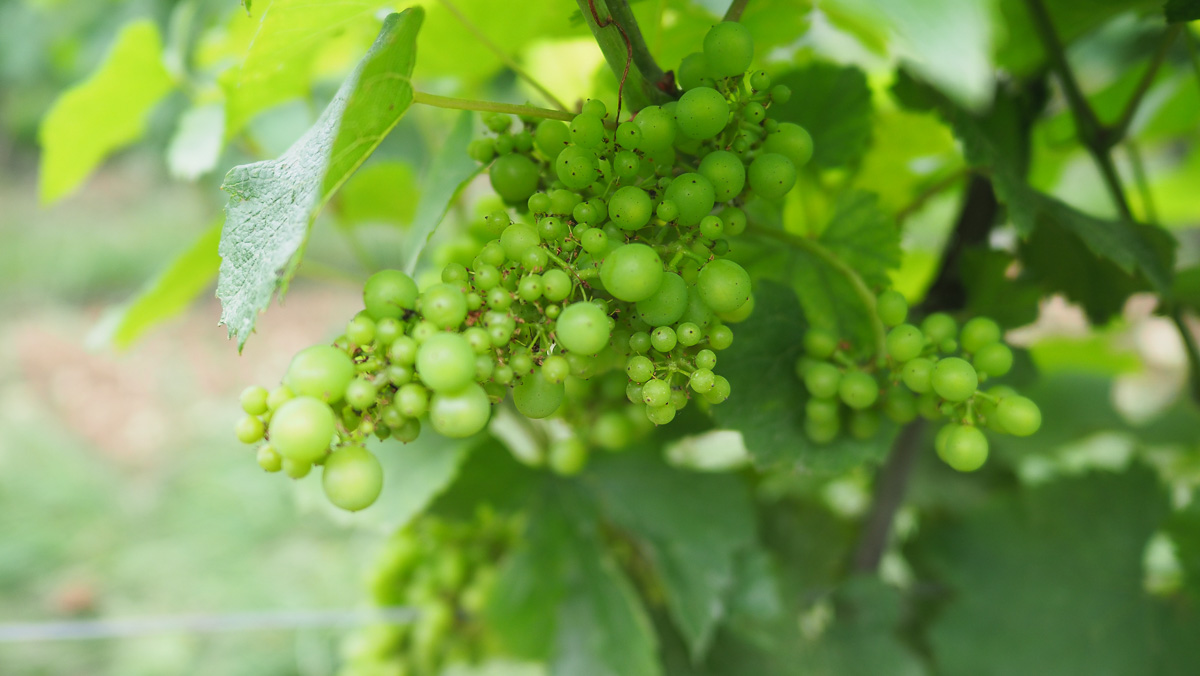 Gingin and Mendoza, unravelling the mystery of these two related Chardonnay clones wineanorak.com/2024/08/21/gin…