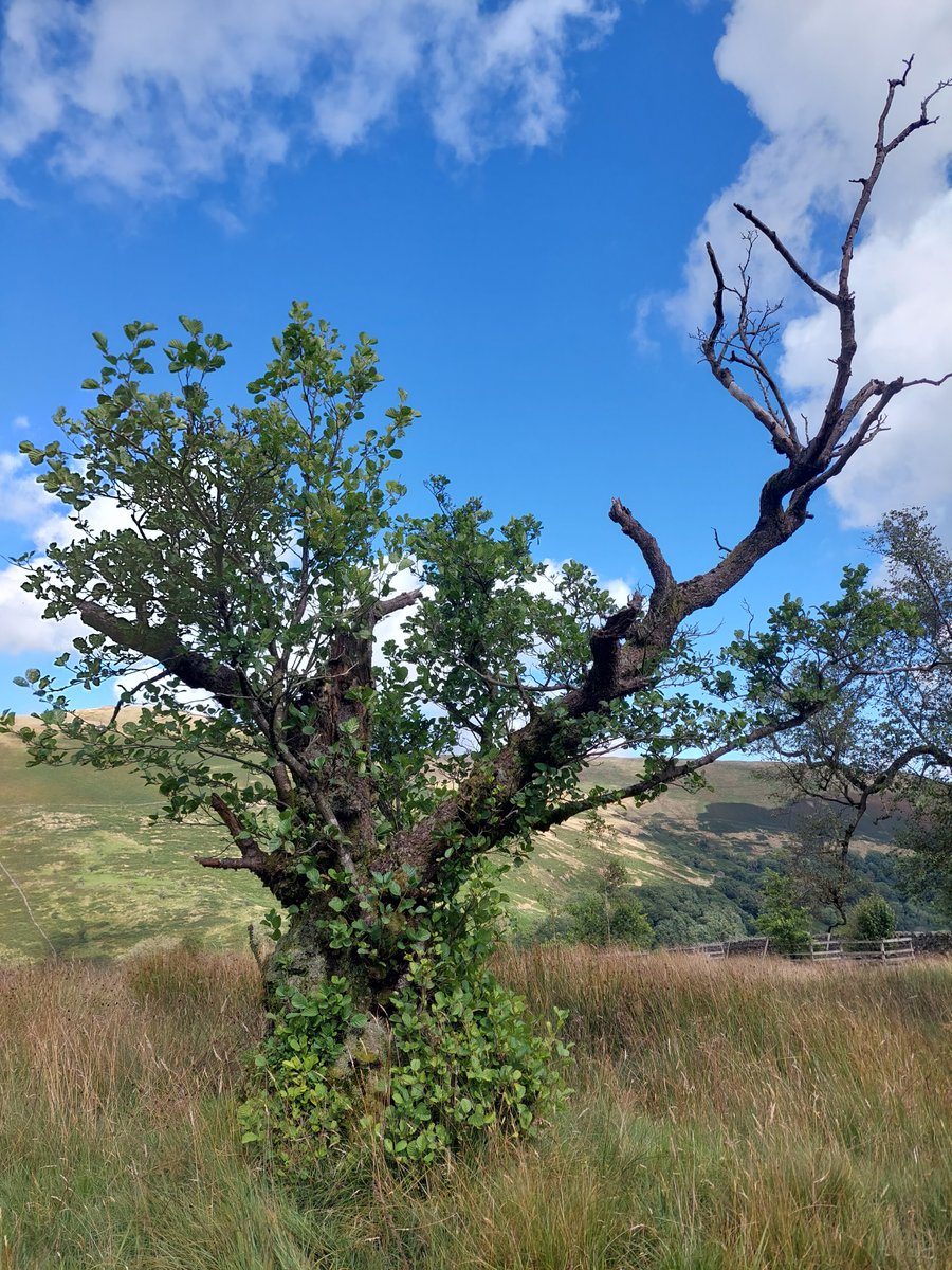 Jack_Hirst3's tweet image. Cracking day out in the Howgills with the @WoodlandTrust North Outreach team, led by @TreeAmblePod1

Looking at some fantastic scrub, wood and wood pasture creation at a landscape scale.

Some absolutely fantastic habitats.

Give the Tree Amble podcast a listen.