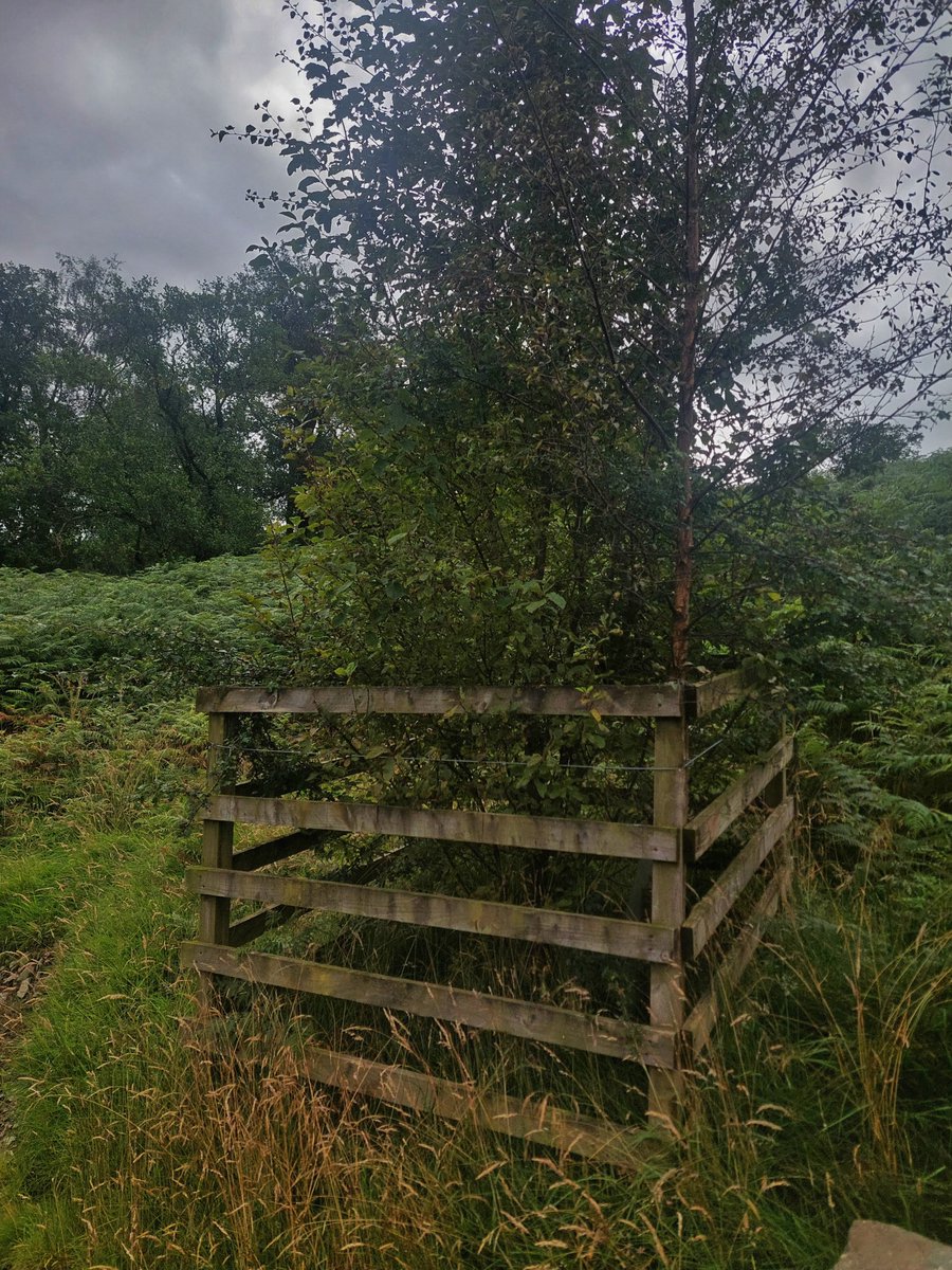 Jack_Hirst3's tweet image. Cracking day out in the Howgills with the @WoodlandTrust North Outreach team, led by @TreeAmblePod1

Looking at some fantastic scrub, wood and wood pasture creation at a landscape scale.

Some absolutely fantastic habitats.

Give the Tree Amble podcast a listen.