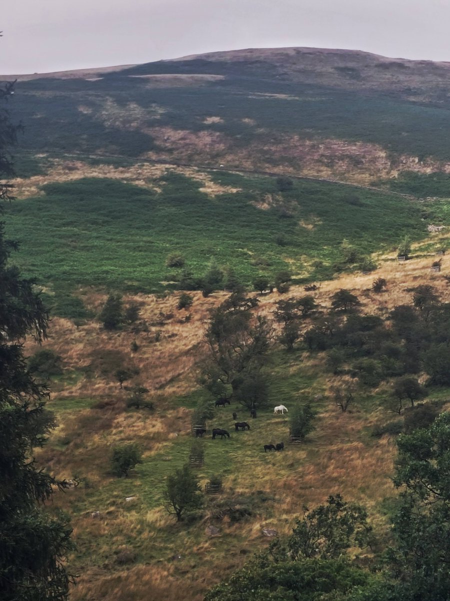 Jack_Hirst3's tweet image. Cracking day out in the Howgills with the @WoodlandTrust North Outreach team, led by @TreeAmblePod1

Looking at some fantastic scrub, wood and wood pasture creation at a landscape scale.

Some absolutely fantastic habitats.

Give the Tree Amble podcast a listen.