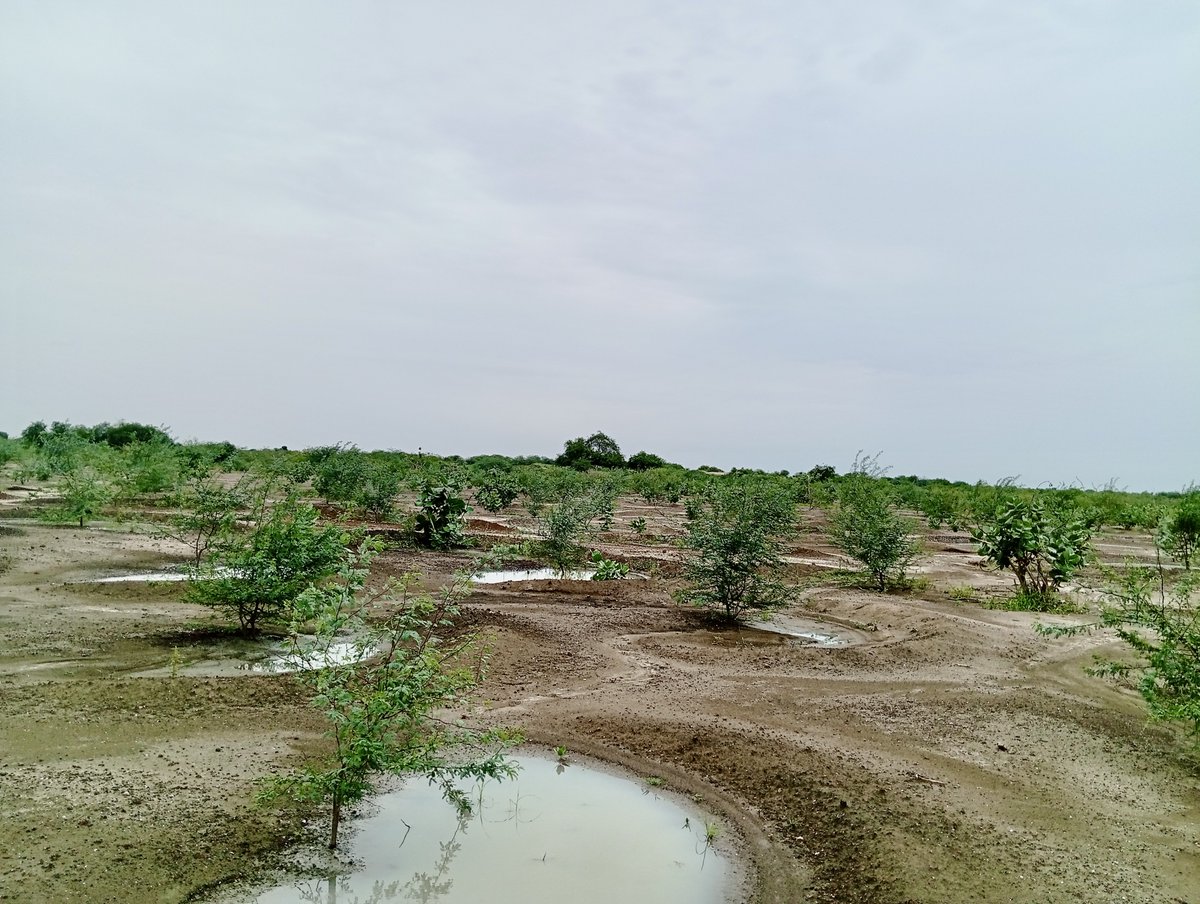 Le travail des communautés à Kaklama dans la région de #Diffa porte déjà ses fruits!🌱

Grâce aux demi-lunes, des plants forestiers mis en sol  prennent de l'allure grâce à l'appropriation par les communautés locales. 

#Niger #Reforestation #ChangezDesVies