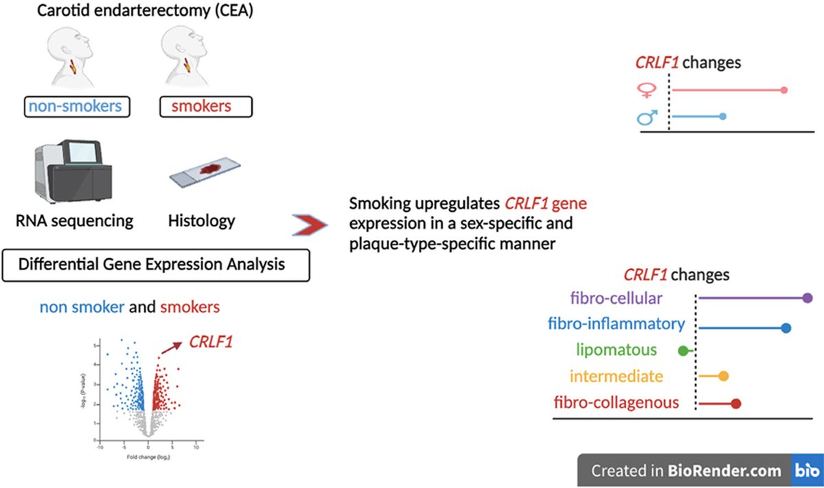 Atherosclerosis (@athjournal) on Twitter photo Atherosclerotic plaques from current smokers show sex-dependent upregulation of smooth muscle cell gene CRLF1. This may explain the different contributions of smoking to cardiovascular risk in ♀️
🔗atherosclerosis-journal.com/article/S0021-…
<a href="/mm0kry/">michal mokry</a> <a href="/ry_saty/">Finnish Atherosclerosis Society (SATY ry)</a> <a href="/mete_civelek/">Mete Civelek</a> <a href="/society_eas/">European Atherosclerosis Society</a> #EASSoMe Atherosclerotic plaques from current smokers show sex-dependent upregulation of smooth muscle cell gene CRLF1. This may explain the different contributions of smoking to cardiovascular risk in ♀️
🔗atherosclerosis-journal.com/article/S0021-…
<a href="/mm0kry/">michal mokry</a> <a href="/ry_saty/">Finnish Atherosclerosis Society (SATY ry)</a> <a href="/mete_civelek/">Mete Civelek</a> <a href="/society_eas/">European Atherosclerosis Society</a> #EASSoMe