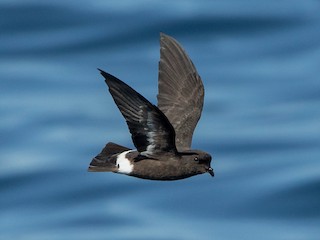 The Seabird Group (@theseabirdgroup) on Twitter photo "Predicting foraging areas of European Storm-Petrels: conservation implications in the Western Mediterranean."
Sofia B. Roda <a href="/SofiaBolumar/">Sofia Bolumar Roda</a> identifies key Storm-Petrel foraging areas needing urgent protection in the Western Mediterranean.
#CoimbraSeabirds "Predicting foraging areas of European Storm-Petrels: conservation implications in the Western Mediterranean."
Sofia B. Roda <a href="/SofiaBolumar/">Sofia Bolumar Roda</a> identifies key Storm-Petrel foraging areas needing urgent protection in the Western Mediterranean.
#CoimbraSeabirds