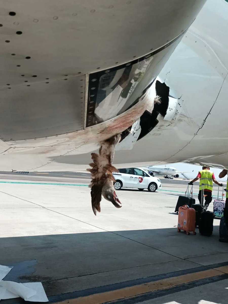 aviationbrk's tweet photo. CRJ takes on a Vulture near MAD 😮✈️ https://t.co/WNwP7N6zwx