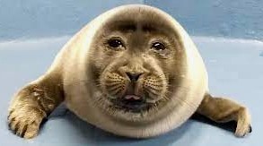 doss ACAB in clude seal gard?