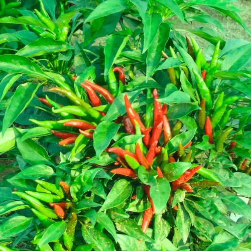 BeejwalaIndia's tweet photo. Buy Sadabahar Chilli Mirch Vegetable Seeds Pack
https://t.co/6wPXLc7KIs
🎁 SPECIAL OFFER: Up to 90% off
👉 https://t.co/qkdEnDEzlA
📦 Dispatch in 1 - 2 Days
#beejwala #Chilli #Mirch #Sadabahar_Chilli #VegetableSeeds #garden #gardening https://t.co/Ex6CUlBHNy