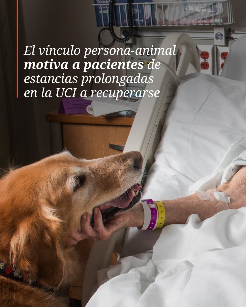 Fund_Affinity's tweet photo. Nuestro pionero programa de terapias asistidas con animales ha demostrado su impacto en la recuperación de pacientes con deterioro funcional. Juntos + Fuertes, en colaboración con @SagratCorHU, despierta la motivación y alegría en pacientes tras la UCI. 💪🧡 #TerapiaConAnimales https://t.co/QCdf86Myad
