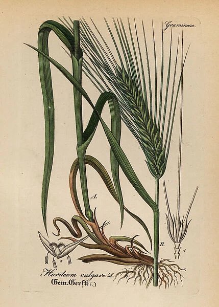 GinTonicGirl7's tweet photo. Cebada de #Fructidor 🌾 https://t.co/vgI7z38HR0