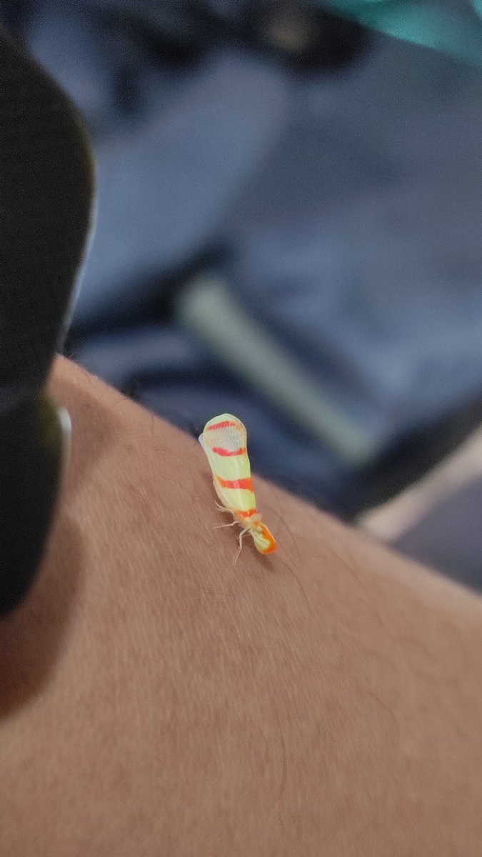 mistaaimanvevo's tweet photo. Not your everyday arthropods 🐞🪲🦋🕷️ #Entomology #Arthropods #SISFEC #Puchong https://t.co/ikvPSgnyVM