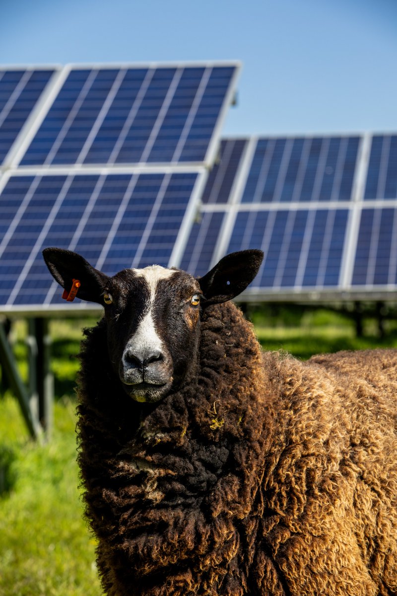 We are proud to share another collaboration with photography students from the University of Bedfordshire, who visited Lawrence End, their local solar farm in Luton, UK to capture the ways in which solar co-exists with agricultural practices. 📸

Read more:lightsourcebp.com/uk/news/captur…