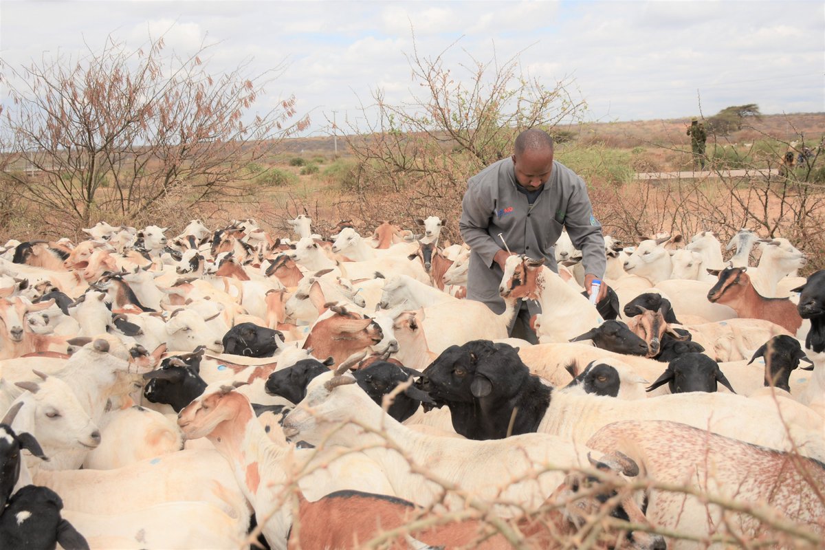 Concern Kenya (@concernkenya) on Twitter photo In <a href="/marsabit_county/">Marsabit_County</a> over 27,000 animals have been vaccinated, dewormed, and treated, securing the #livelihoods of pastoral communities in an aim to boost #droughtrecovery with the generous funding of the American people through <a href="/USAIDSavesLives/">USAID's Bureau for Humanitarian Assistance</a> In <a href="/marsabit_county/">Marsabit_County</a> over 27,000 animals have been vaccinated, dewormed, and treated, securing the #livelihoods of pastoral communities in an aim to boost #droughtrecovery with the generous funding of the American people through <a href="/USAIDSavesLives/">USAID's Bureau for Humanitarian Assistance</a>