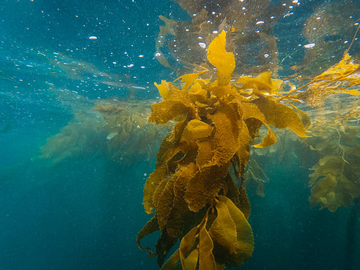 The Seabird Group (@theseabirdgroup) on Twitter photo "Foraging in Kelp Forests: European Shags' Habitat Use"
Nina Dehnhard <a href="/NinaDehnhard/">Nina Dehnhard</a> reveals that European Shags spend 83% of their dive time in kelp forests, emphasizing the critical role of kelp habitats in their foraging.
#CoimbraSeabirds "Foraging in Kelp Forests: European Shags' Habitat Use"
Nina Dehnhard <a href="/NinaDehnhard/">Nina Dehnhard</a> reveals that European Shags spend 83% of their dive time in kelp forests, emphasizing the critical role of kelp habitats in their foraging.
#CoimbraSeabirds