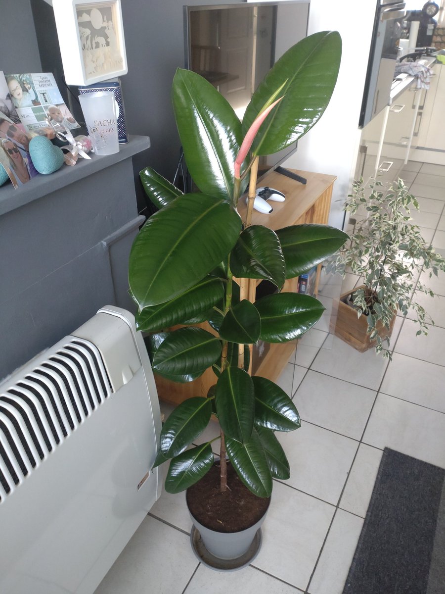Davibasteni's tweet photo. Ça pousse ça pousse 🥰🥰 #PlantesInterieur #PassionPlantesVertes #MainVerte https://t.co/zT9GvBw72H