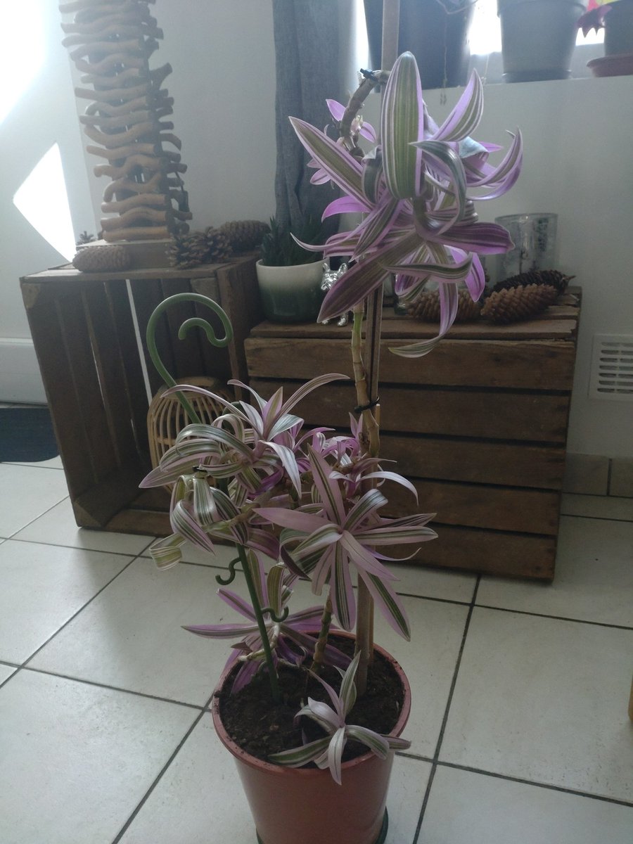 Davibasteni's tweet photo. Ça pousse ça pousse 🥰🥰 #PlantesInterieur #PassionPlantesVertes #MainVerte https://t.co/zT9GvBw72H