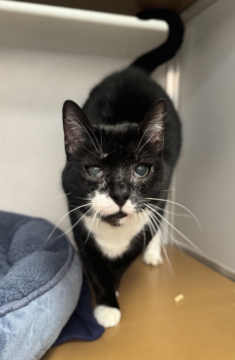 Will anyone ever choose Panda?

Panda is one of the sweetest cats we have, but still, she has been waiting 7 months for a home. 

Please, if you have room in your heart and your home for this sweet girl, come meet her today.