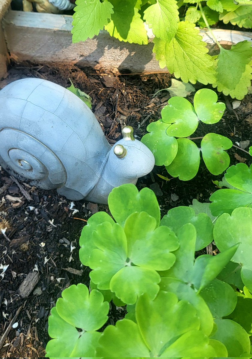 snail in the garden ♡
based on my actual garden :3