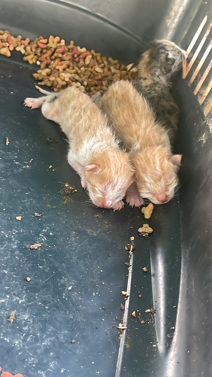 #قطط #الرياض #انقاذ #عاجل 
قطط مولودين مرميين بحديقه ولسه الحبل السري فيهم ماحولهم ام ابد ولاهي موجوده ام يحتاجون إنقاذ عاجل تكفون قبل مايموتون 
الرياض رقم للتواصل 0580948018