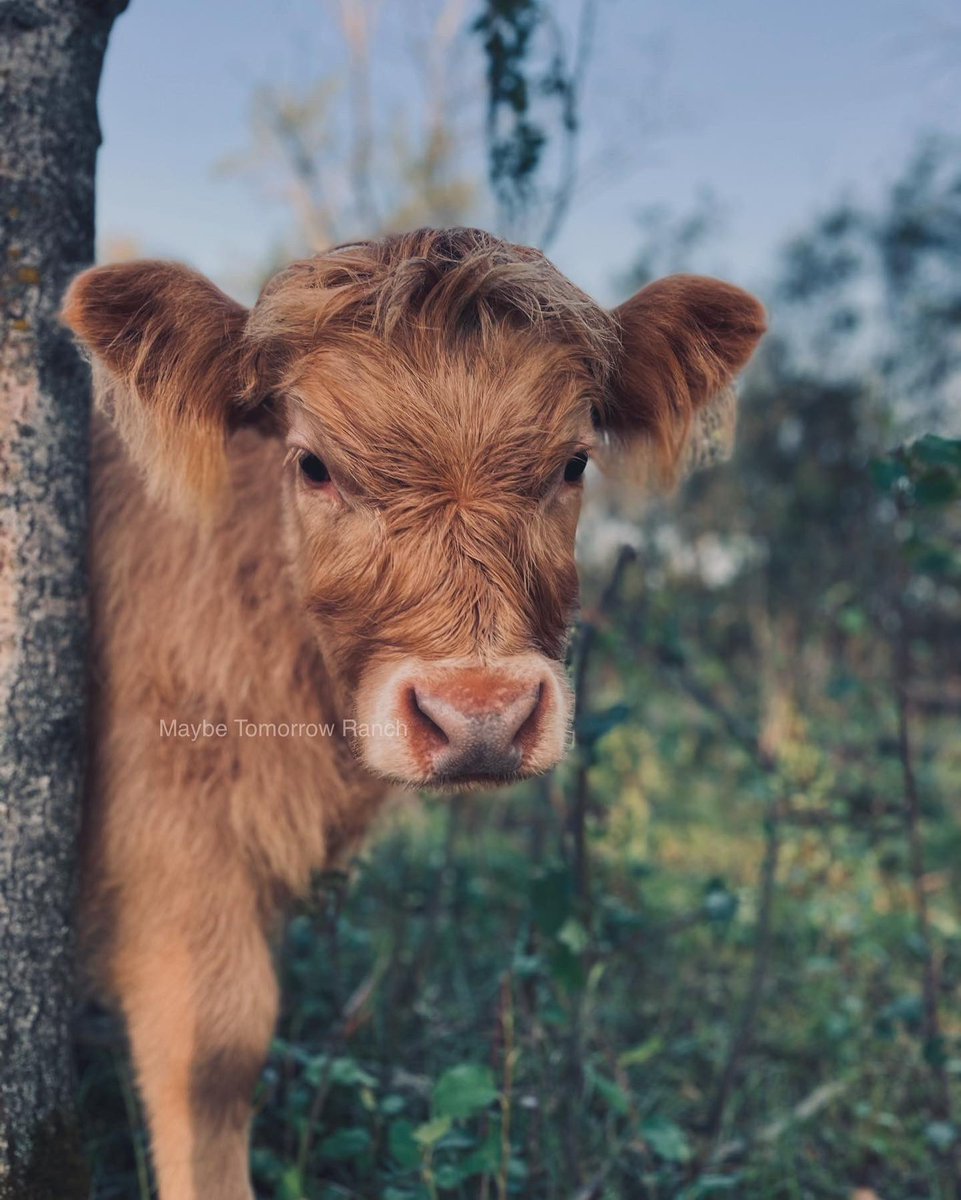 mthranch's tweet photo. #maybetomorrowranch #alberta #highlandcattle #highlandcalf #calf #albertafarms https://t.co/PuKJID33O6