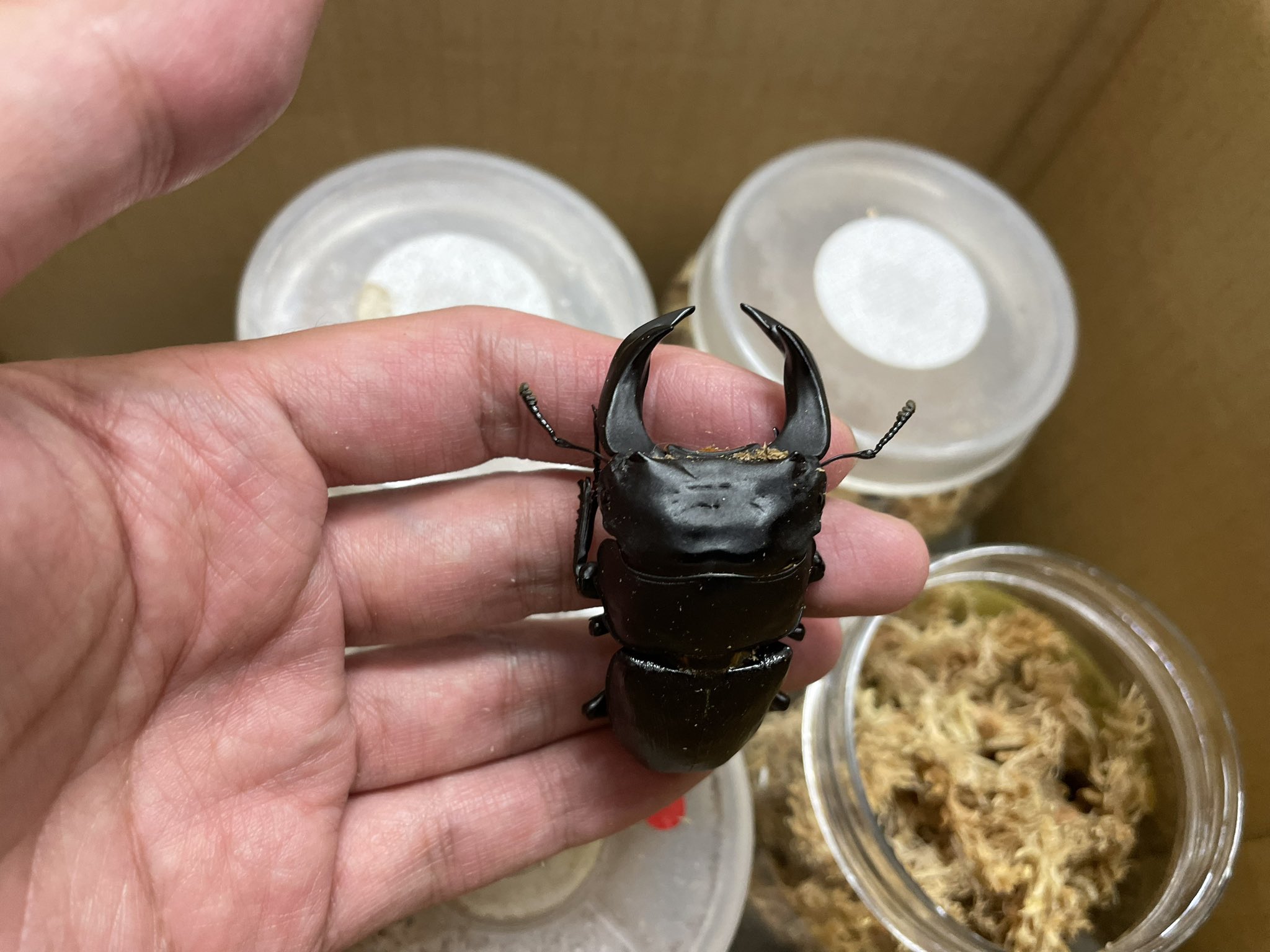 カブクワオタク Amazon.co.jp: 超リアル カブト VS クワガタ MB2 BIG ぬいぐるみ